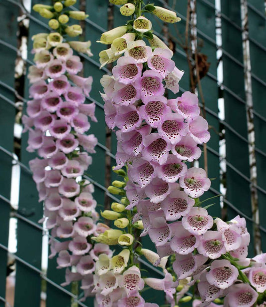 Digitalis purpurea - Camelot Lavender Annie's Annuals Annie's Annuals and Perennials