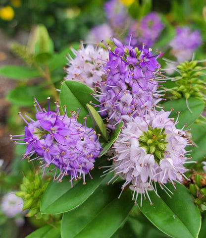 Hebe - Autumn Glory Annie's Annuals Annie's Annuals and Perennials
