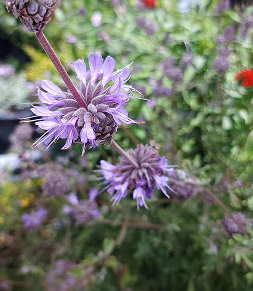 Salvia - Allen Chickering Annie's Annuals Annie's Annuals and Perennials