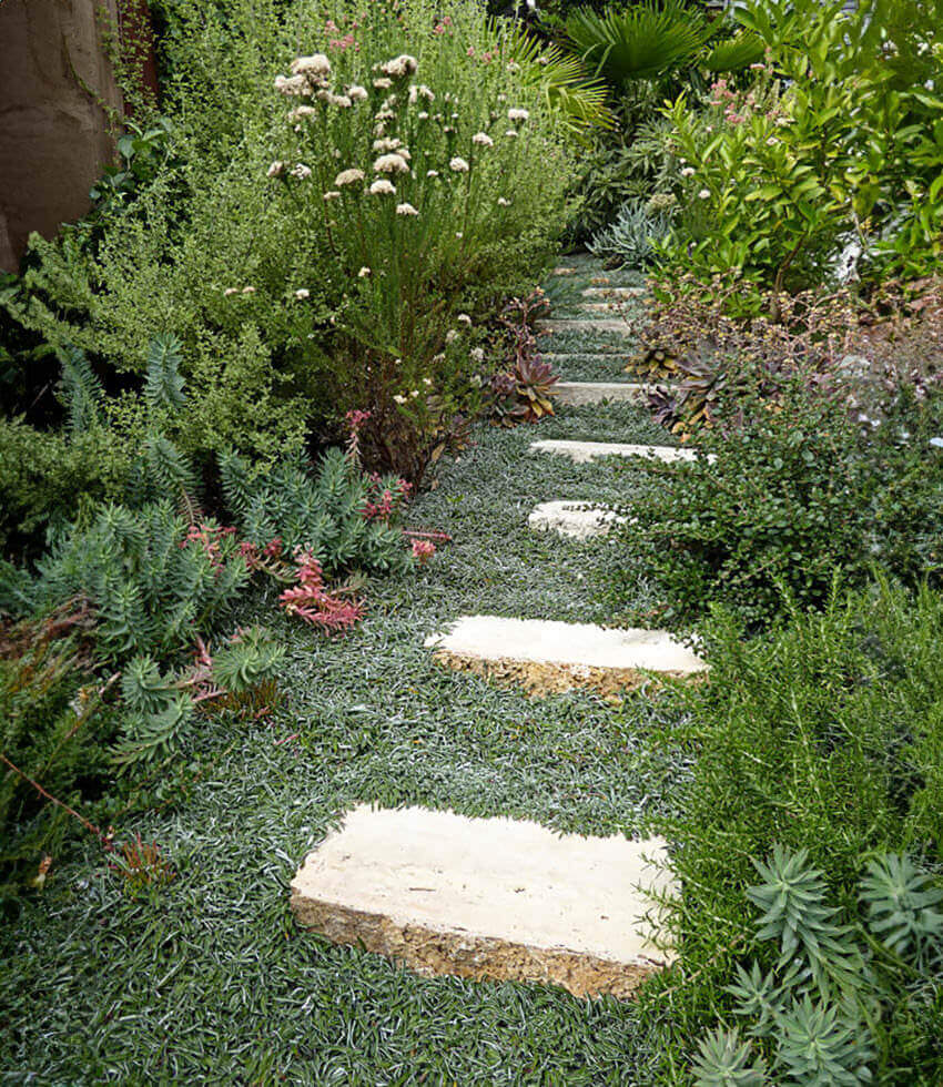 Dymondia margaretae Annie's Annuals Annie's Annuals and Perennials