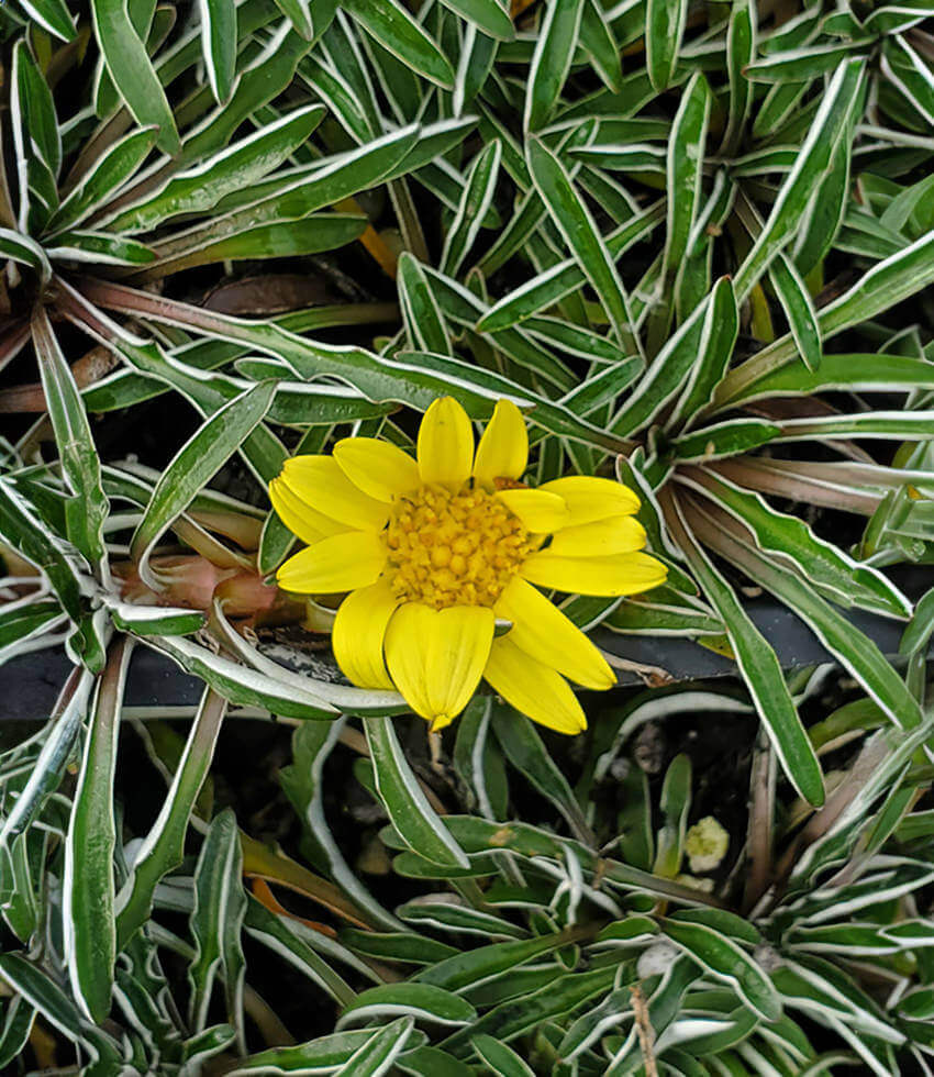 Dymondia margaretae Annie's Annuals Annie's Annuals and Perennials