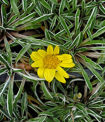 Dymondia margaretae Annie's Annuals Annie's Annuals and Perennials