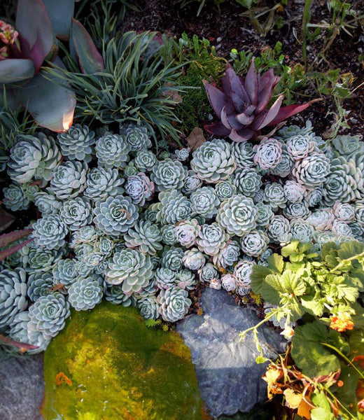 succulents that look like echeveria Echeveria elegans | Mexican Snowball Succulent