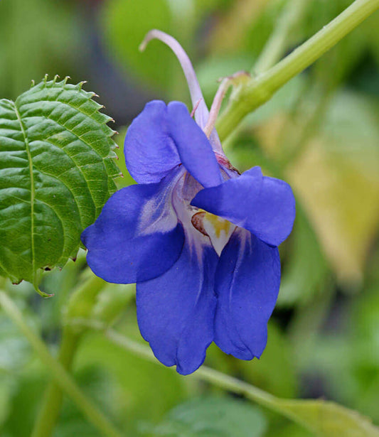 Impatiens Namchabarwensis - Blue Diamond Impatiens Annie's Annuals Annie's Annuals and Perennials