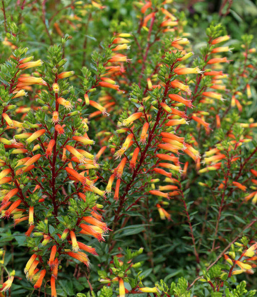 Cuphea micropetala Annie's Annuals Annie's Annuals and Perennials