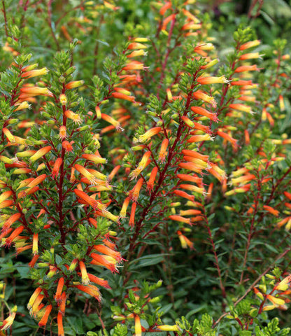 Cuphea micropetala Annie's Annuals Annie's Annuals and Perennials