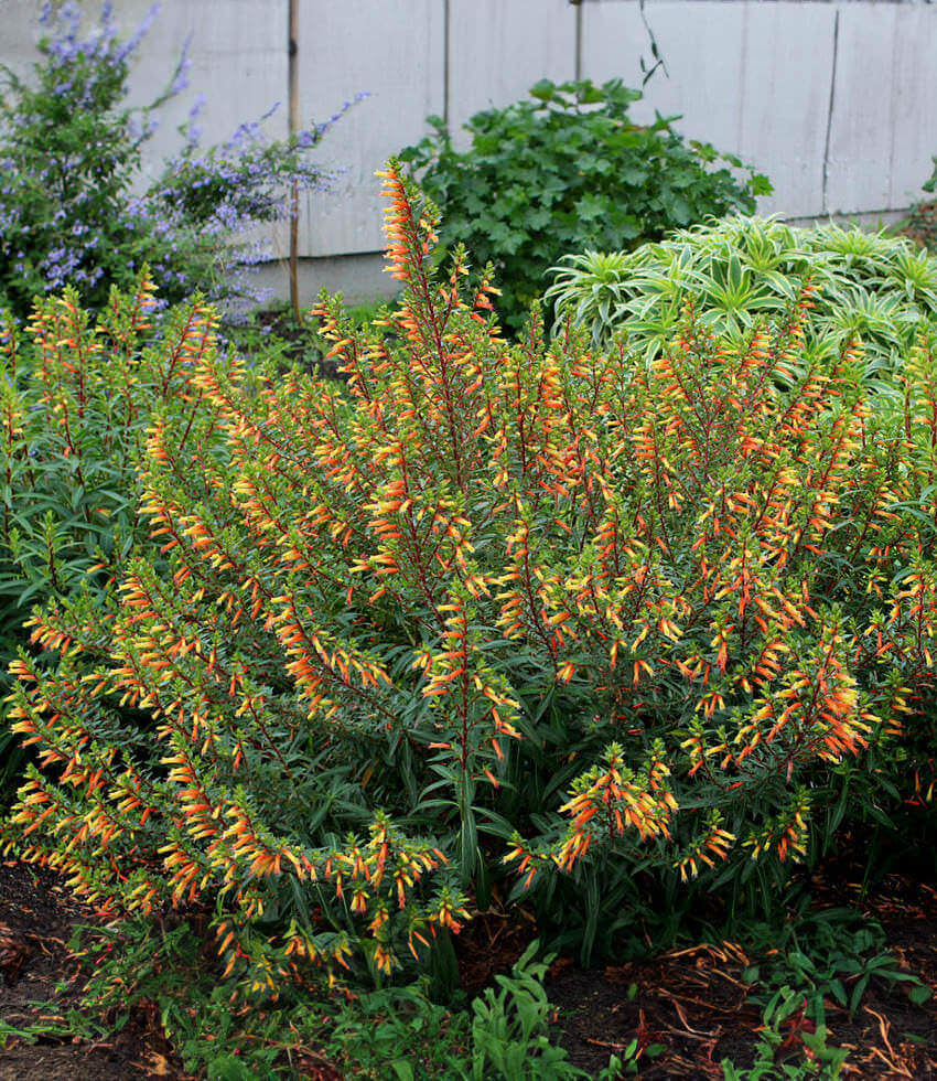 Cuphea micropetala Annie's Annuals Annie's Annuals and Perennials