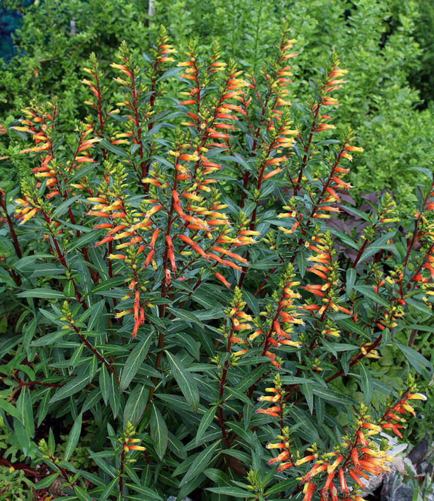 Cuphea micropetala Annie's Annuals Annie's Annuals and Perennials