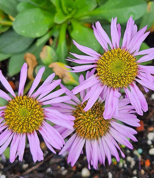 Erigeron glaucus - Cape Sebastian