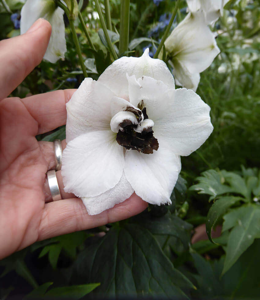 Delphinium elatum - Black Eyed Angels Annie's Annuals Annie's Annuals and Perennials