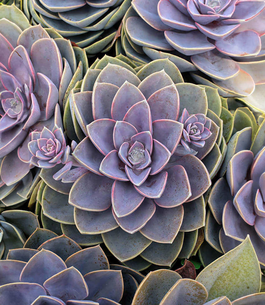 Echeveria - Perle Von Nurnberg Annie's Annuals Annie's Annuals and Perennials