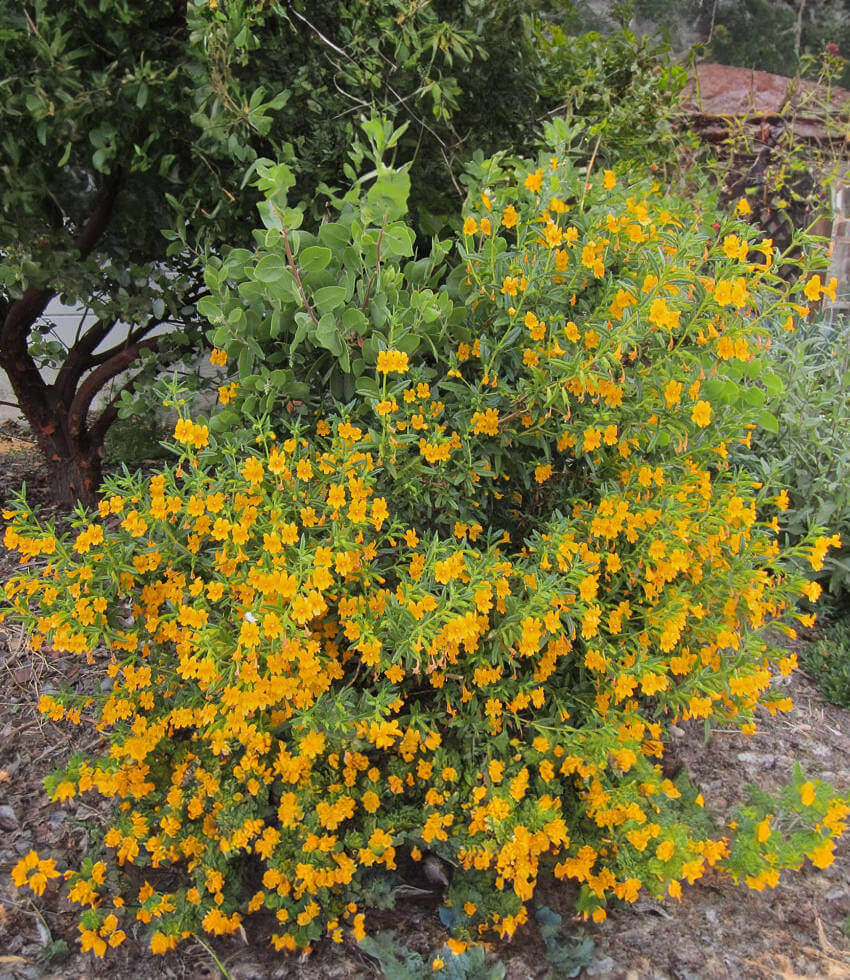 Mimulus aurantiacus - Point Molate Form Annie's Annuals Annie's Annuals and Perennials