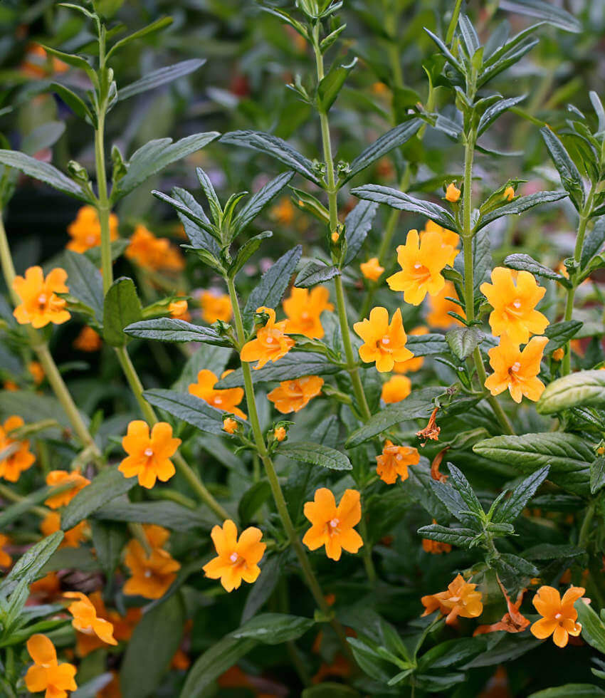Mimulus aurantiacus - Point Molate Form Annie's Annuals Annie's Annuals and Perennials