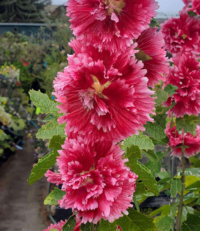 Hollyhock (Alcea Rosea) - Fiesta Time Annie's Annuals Annie's Annuals and Perennials