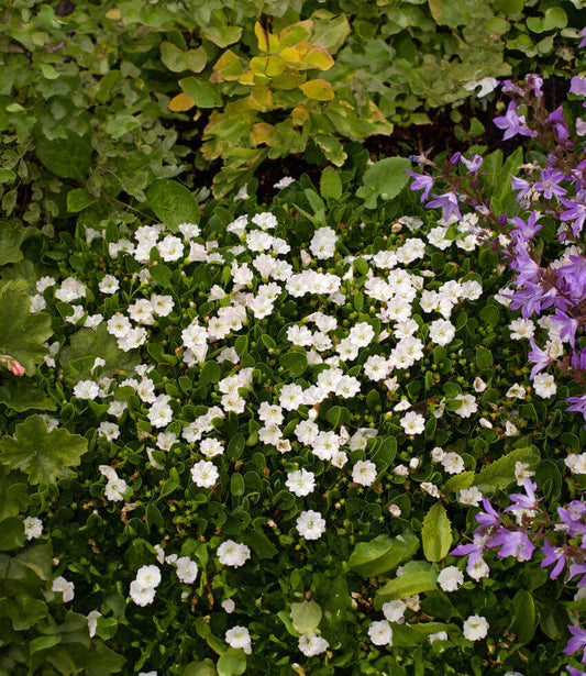 Falkia Repens Annie's Annuals Annie's Annuals and Perennials