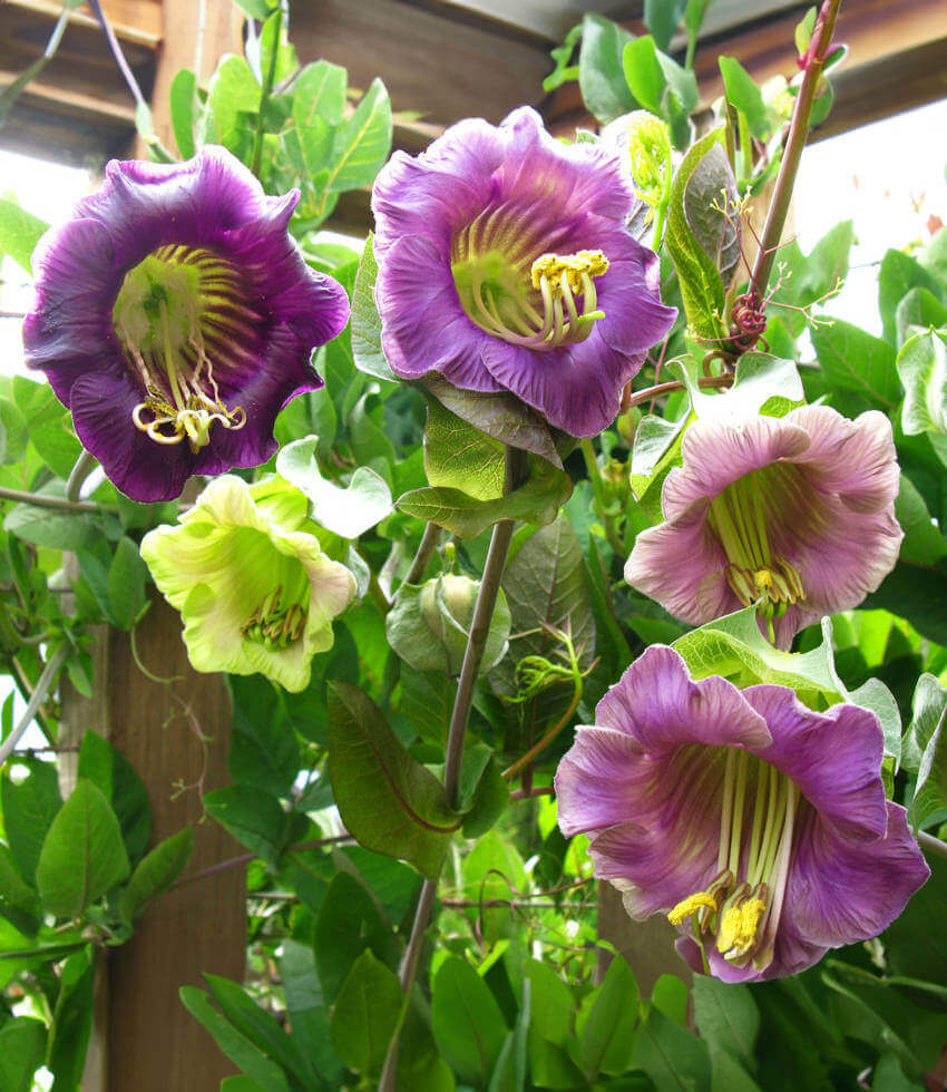 Cobaea scandens - Cup & Saucer Vine Annie's Annuals Annie's Annuals and Perennials