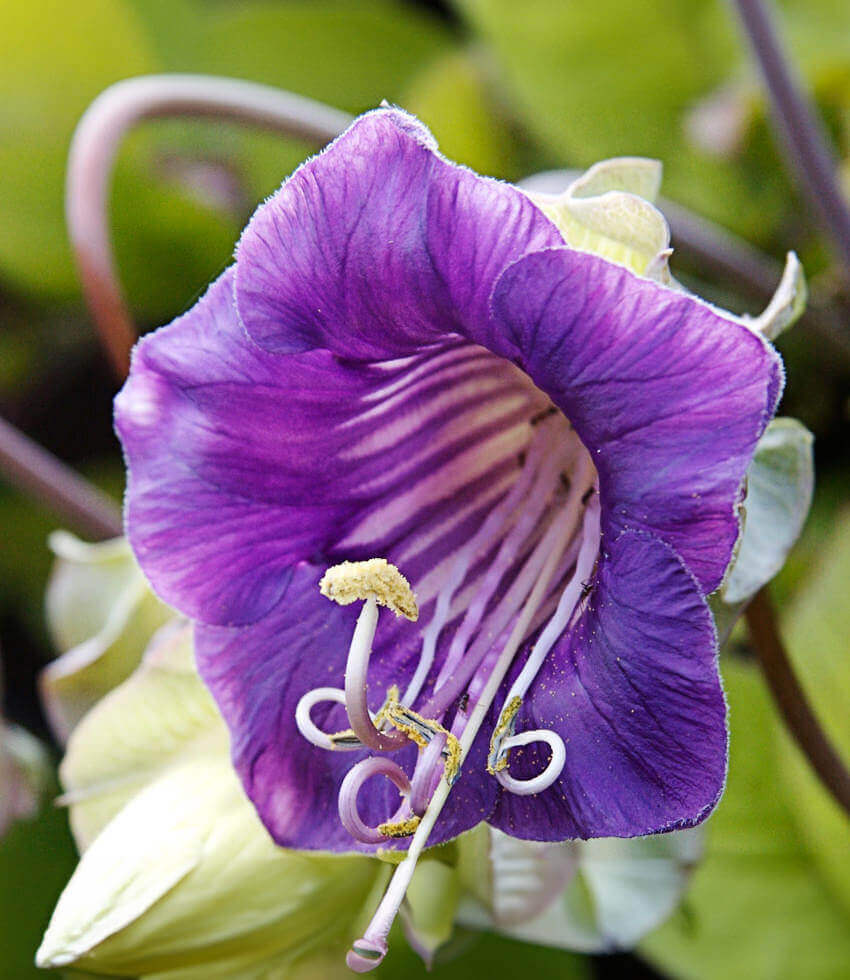Cobaea scandens - Cup & Saucer Vine Annie's Annuals Annie's Annuals and Perennials