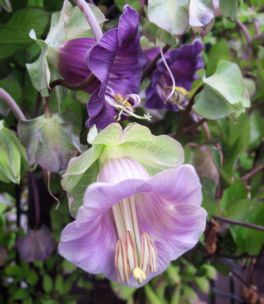 Cobaea scandens - Cup & Saucer Vine Annie's Annuals Annie's Annuals and Perennials