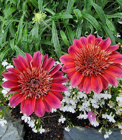 Gazania - Otomi Annie's Annuals Annie's Annuals and Perennials