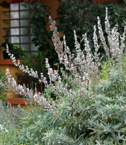 Salvia Apiana Annie's Annuals Annie's Annuals and Perennials