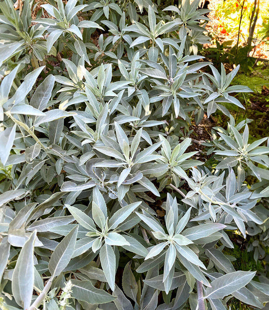 Salvia Apiana Annie's Annuals Annie's Annuals and Perennials