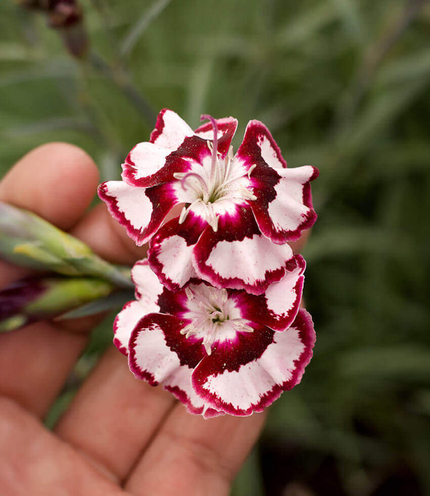 Dianthus - Raspberry Swirl Annie's Annuals Annie's Annuals and Perennials