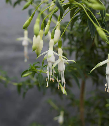 Fuchsia magellanica - Hawkshead