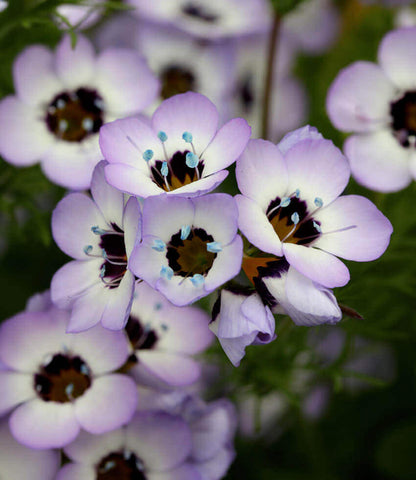 Gilia tricolor - Felicitas Annie's Annuals Annie's Annuals and Perennials