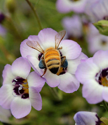 Gilia tricolor - Felicitas Annie's Annuals Annie's Annuals and Perennials