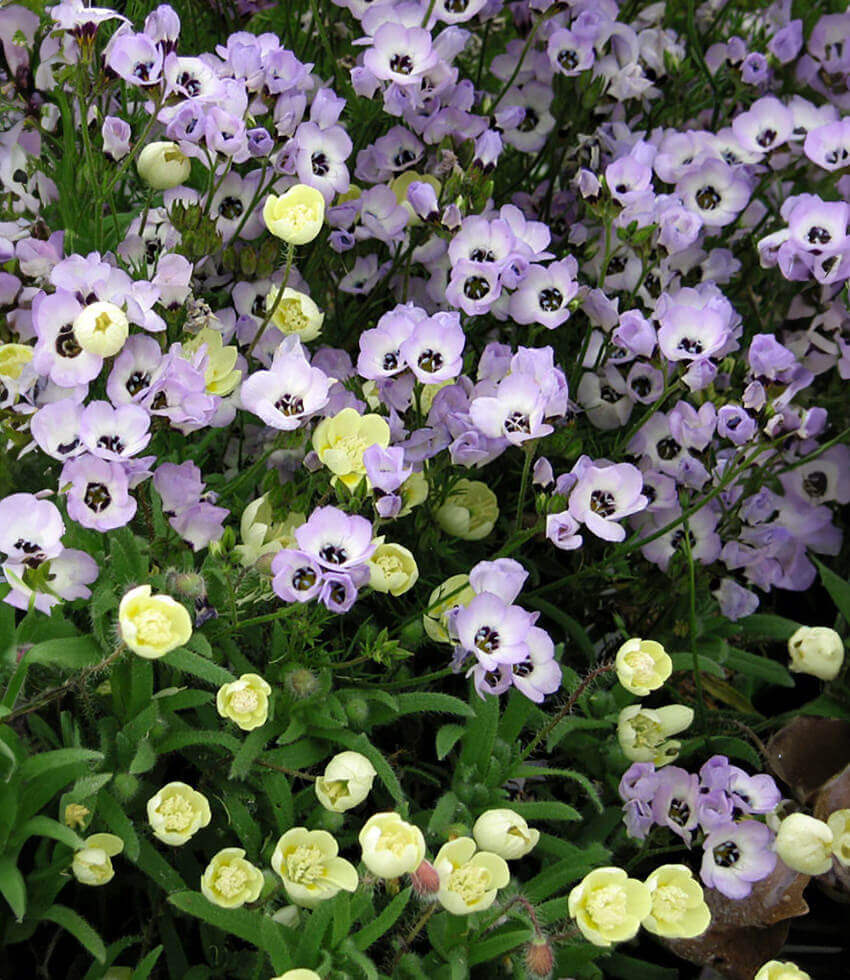 Gilia tricolor - Felicitas Annie's Annuals Annie's Annuals and Perennials