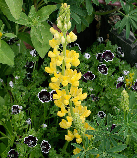 Lupinus arboreus - Yellow Coastal Bush Lupine Annie's Annuals Annie's Annuals and Perennials