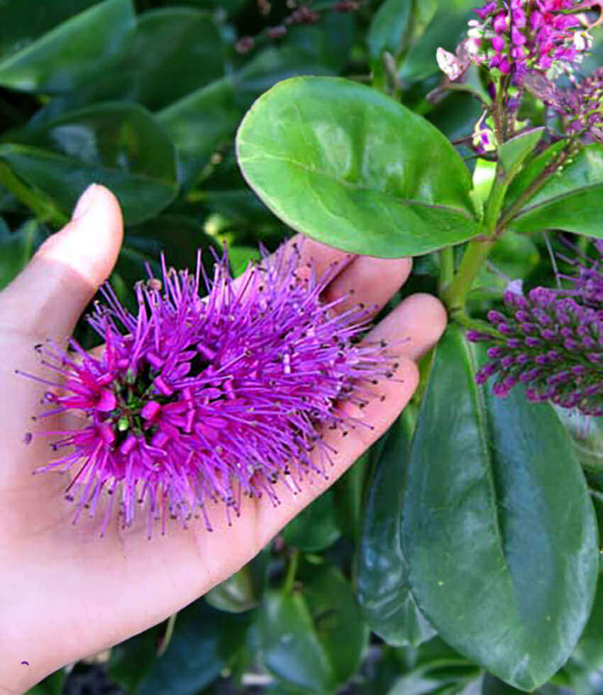 Hebe speciosa - Showy Hebe Annie's Annuals Annie's Annuals and Perennials