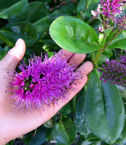 Hebe speciosa - Showy Hebe Annie's Annuals Annie's Annuals and Perennials