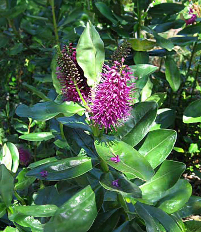 Hebe speciosa - Showy Hebe Annie's Annuals Annie's Annuals and Perennials