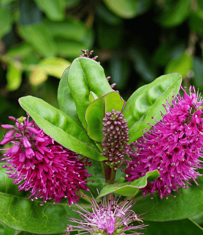 Hebe speciosa - Showy Hebe Annie's Annuals Annie's Annuals and Perennials