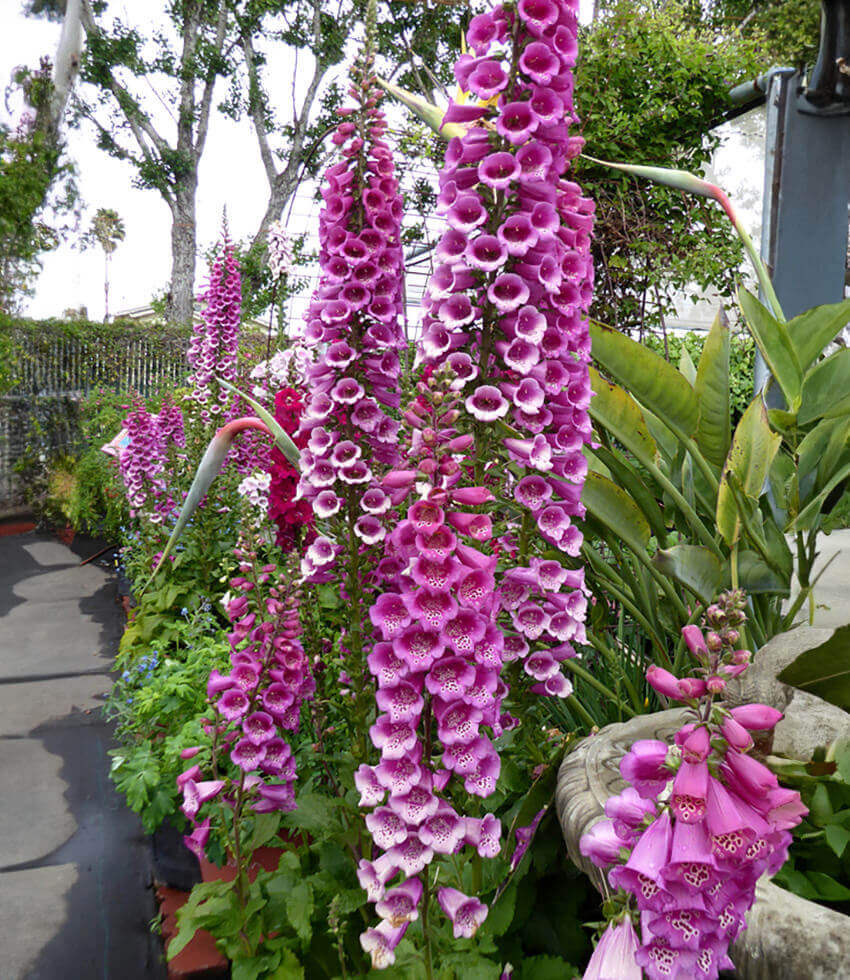 Digitalis purpurea - Camelot Rose Annie's Annuals Annie's Annuals and Perennials