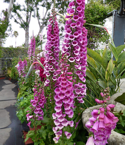 Digitalis purpurea - Camelot Rose Annie's Annuals Annie's Annuals and Perennials