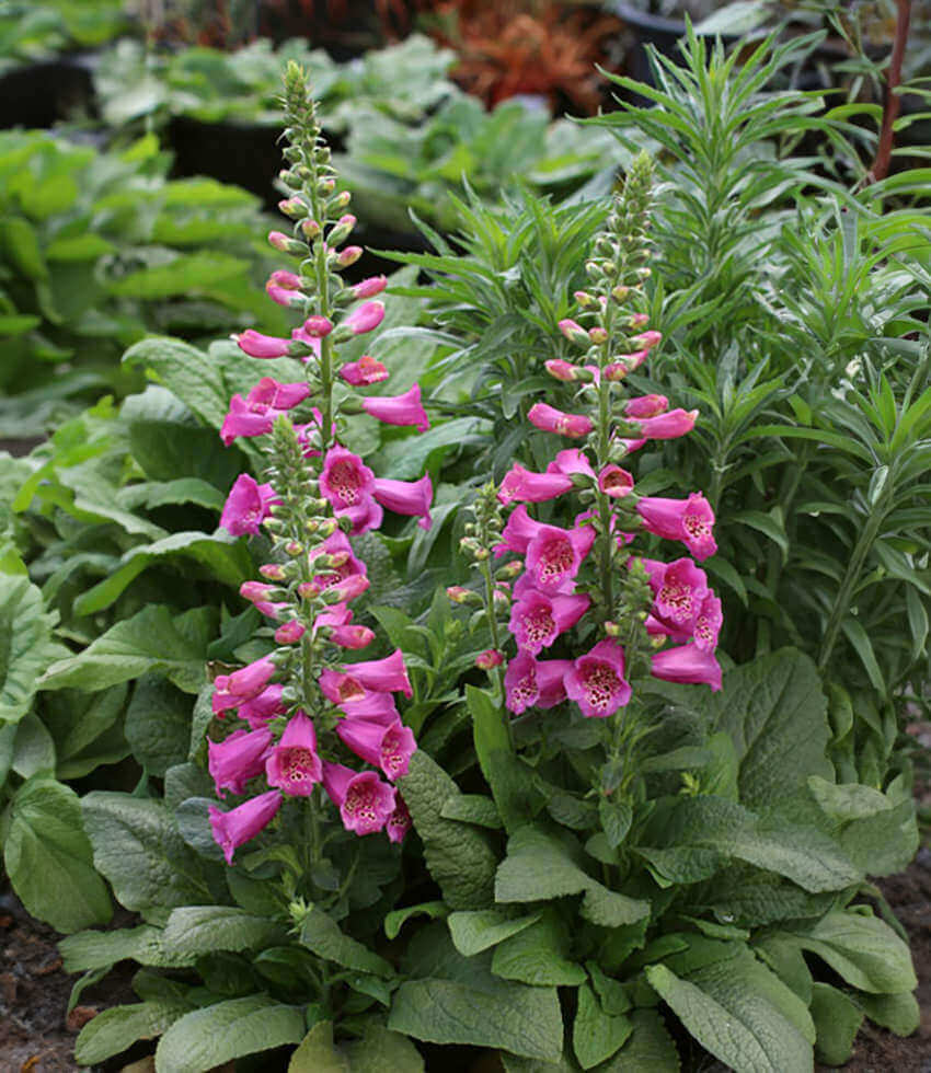 Digitalis purpurea - Camelot Rose Annie's Annuals Annie's Annuals and Perennials