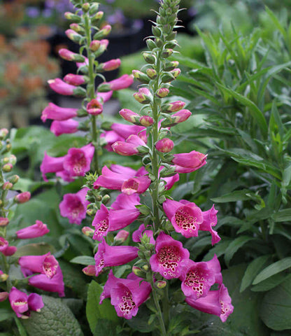 Digitalis purpurea - Camelot Rose Annie's Annuals Annie's Annuals and Perennials