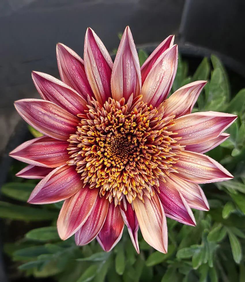 Gazania - Otomi Annie's Annuals Annie's Annuals and Perennials