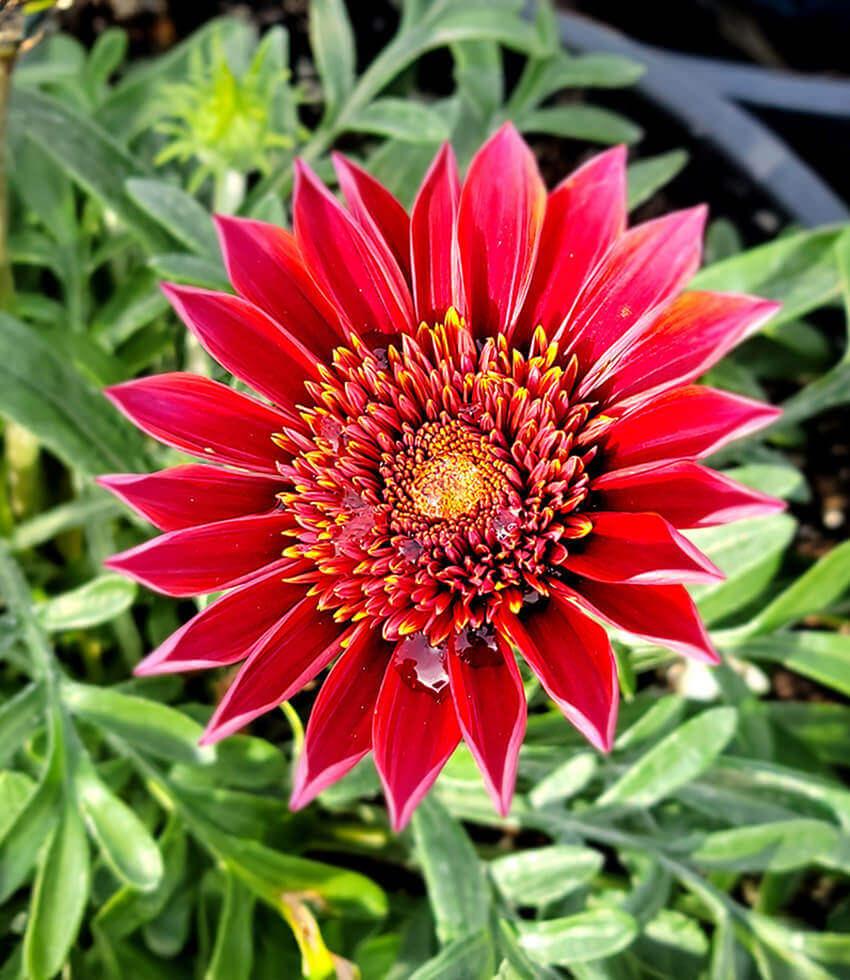 treasure flower seeds Gazania