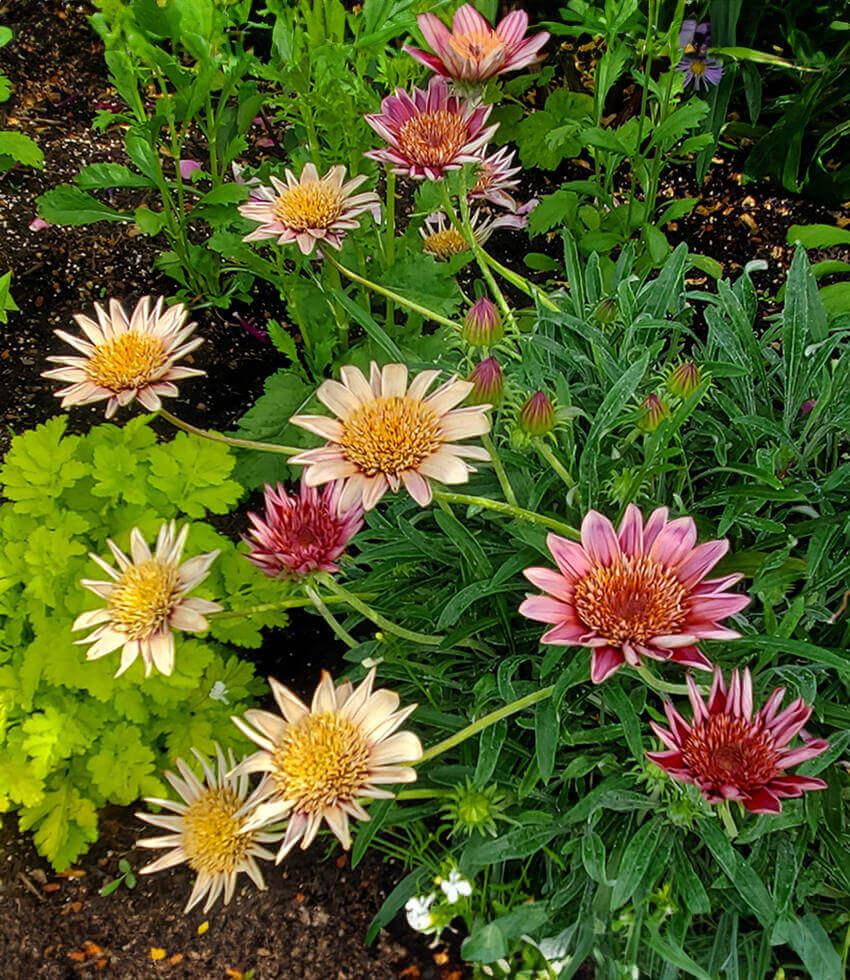 Gazania - Otomi Annie's Annuals Annie's Annuals and Perennials