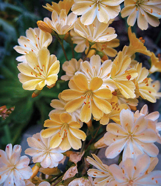 Lewisia Longipetala - Little Peach Annie's Annuals Annie's Annuals and Perennials