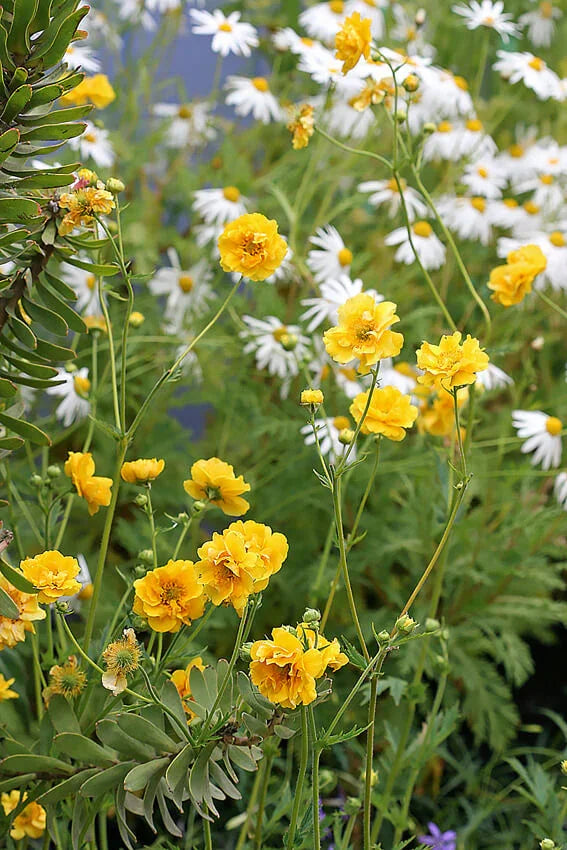 Geum chiloense - Sunrise Annie's Annuals Annie's Annuals and Perennials
