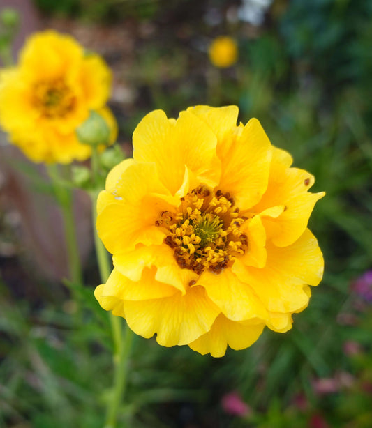 Geum chiloense - Sunrise Annie's Annuals Annie's Annuals and Perennials