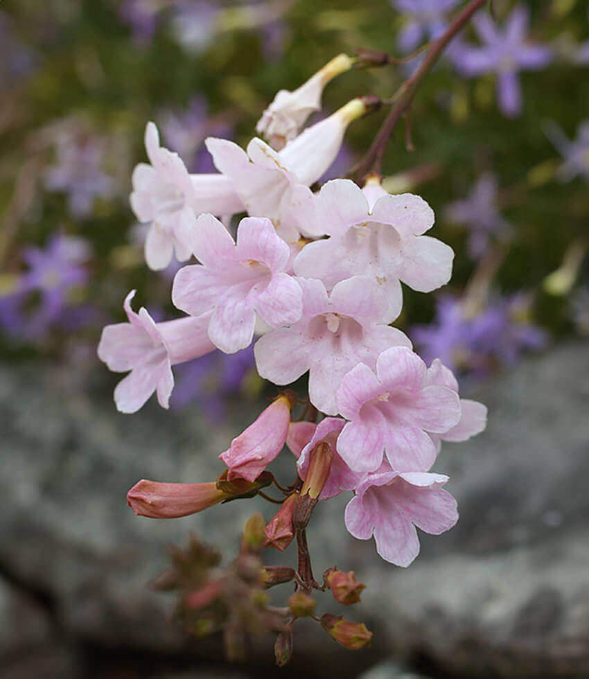 Incarvillea arguta - Himalayan Gloxinia Annie's Annuals Annie's Annuals and Perennials