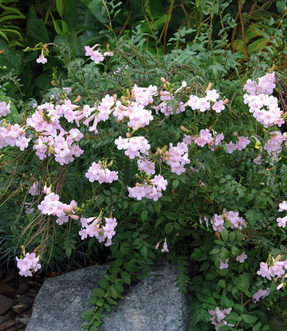 Incarvillea arguta - Himalayan Gloxinia Annie's Annuals Annie's Annuals and Perennials