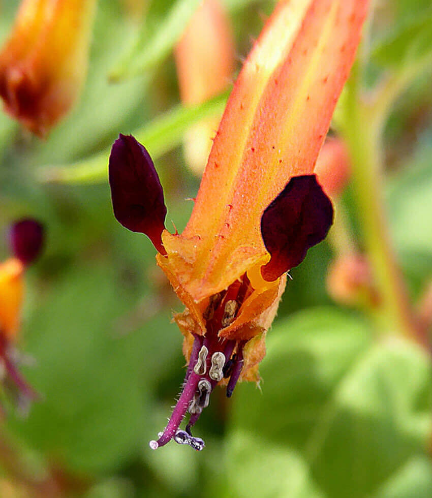 Cuphea - Strybing Sunset Annie's Annuals Annie's Annuals and Perennials