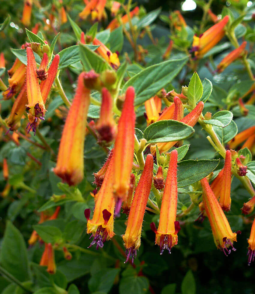 Cuphea - Strybing Sunset Annie's Annuals Annie's Annuals and Perennials