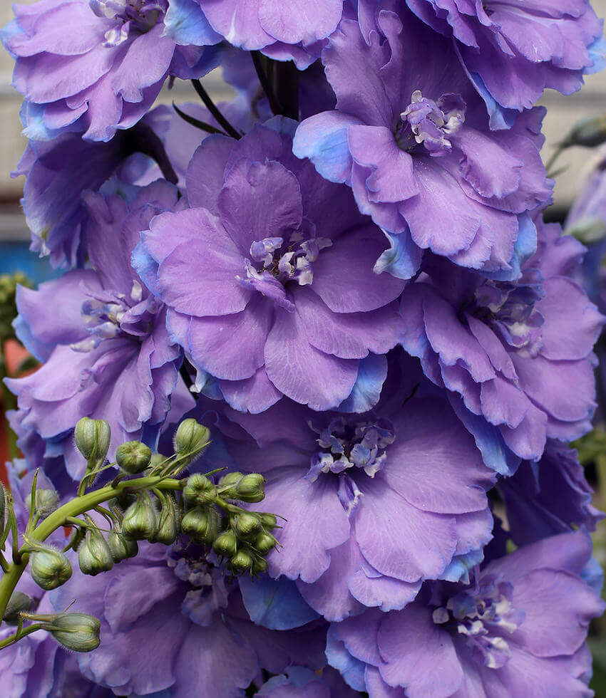 Delphinium elatum - Morning Lights Annie's Annuals Annie's Annuals and Perennials